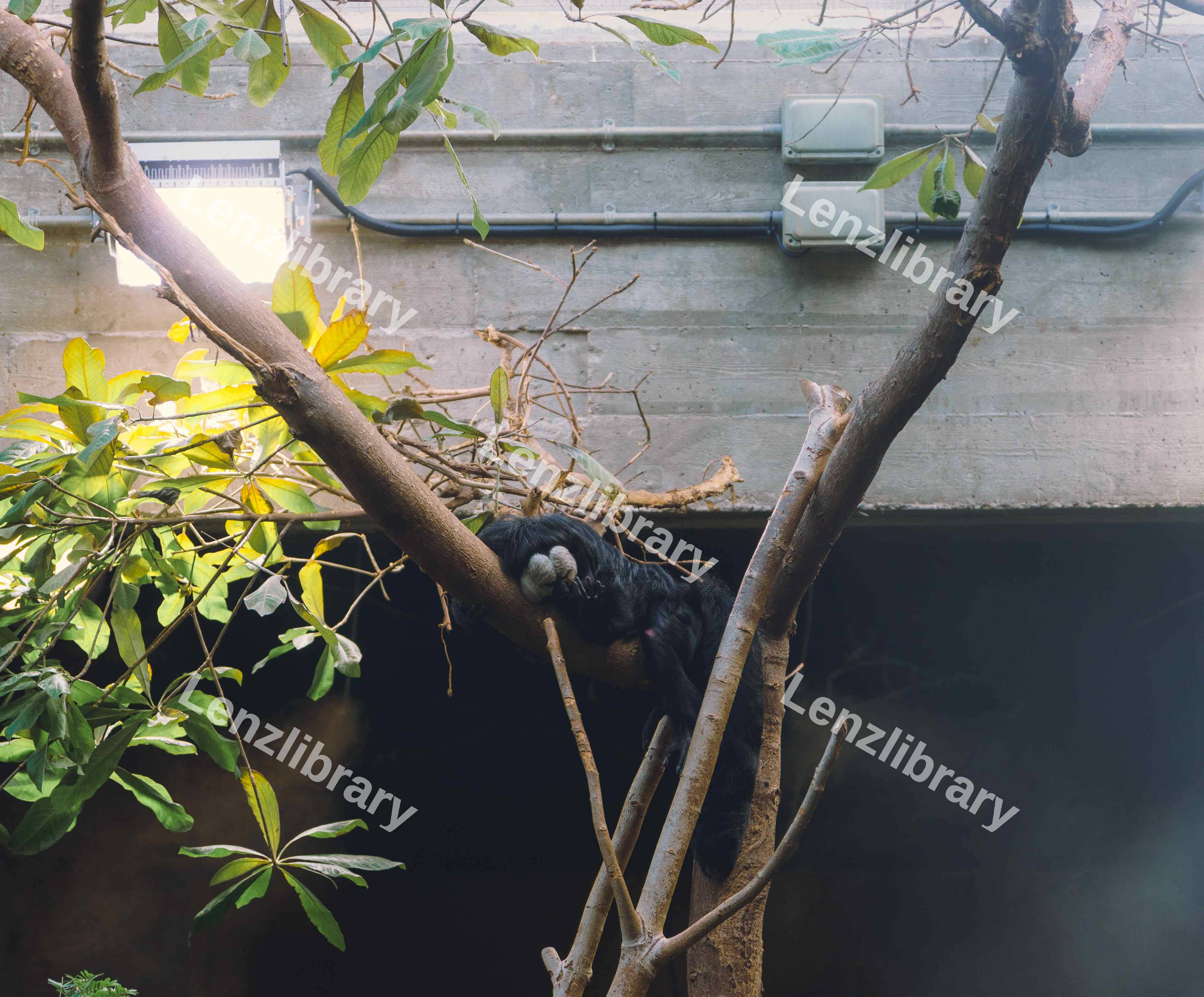 Monkey Resting